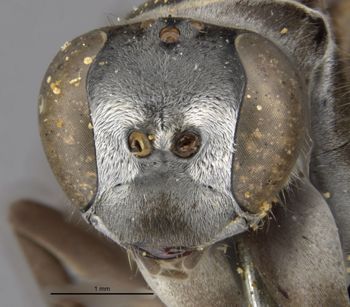 Media type: image;   Entomology 10017 Aspect: head frontal view